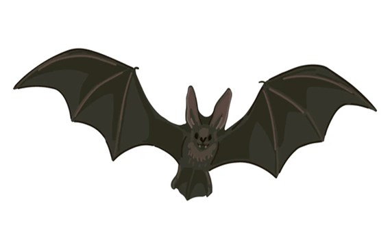 Bat image.
