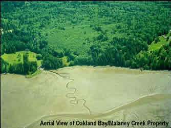 Oakland Bay - Malaney Creek - Ariel View