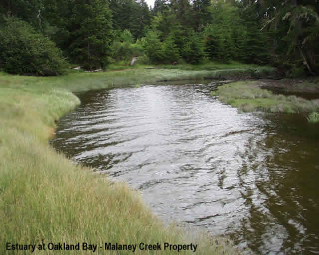 Oakland Bay - Malaney Creek - Estuary