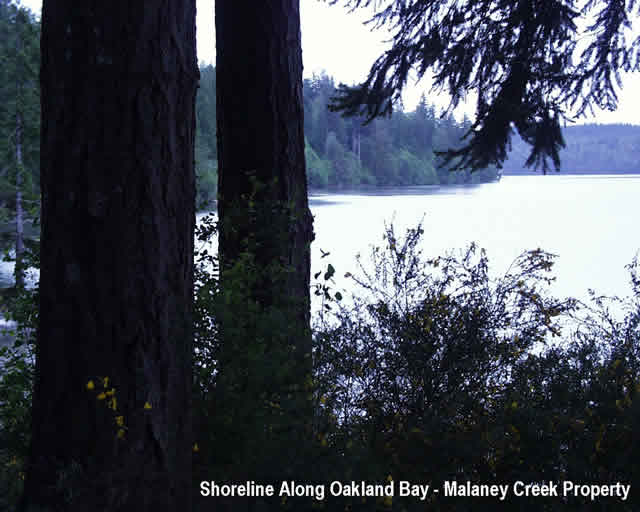 Oakland Bay - Malaney Creek - Shoreline