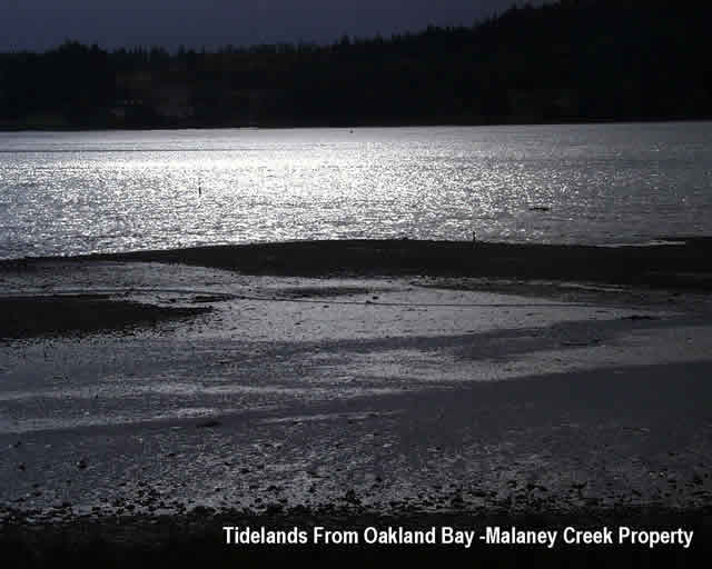 Oakland Bay - Malaney Creek - Tidelands